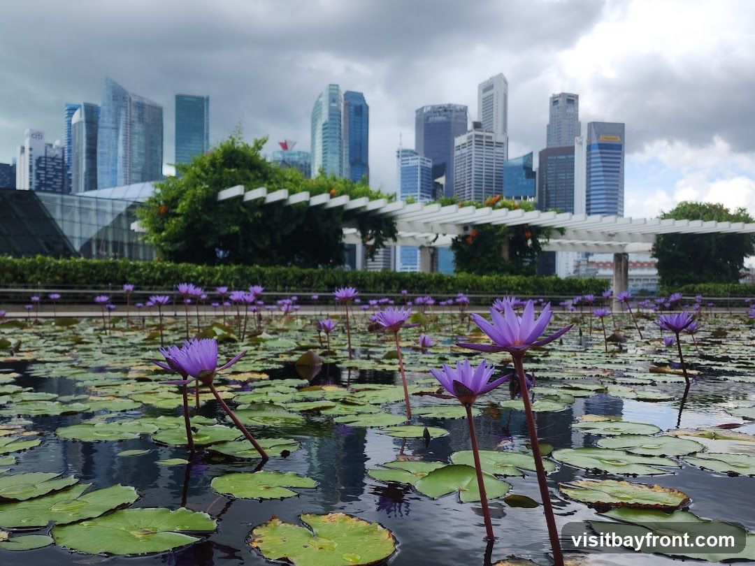 A serene pond filled with blooming purple water lilies and green lily pads, set against a backdrop of a modern city skyline under a cloudy sky. A white trellis structure is visible in the mid-ground.