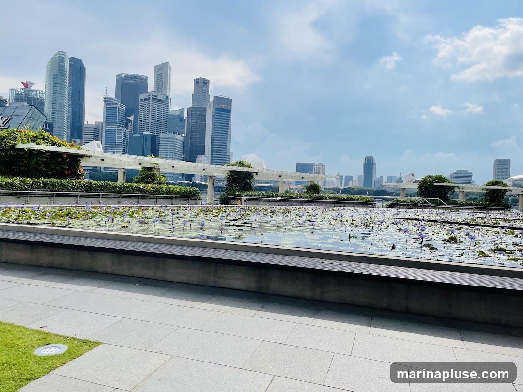 A serene view of a pond filled with water lilies and their purple flowers, set against a backdrop of a modern city skyline under a partly cloudy sky. The foreground features a paved walkway and a grassy area.
