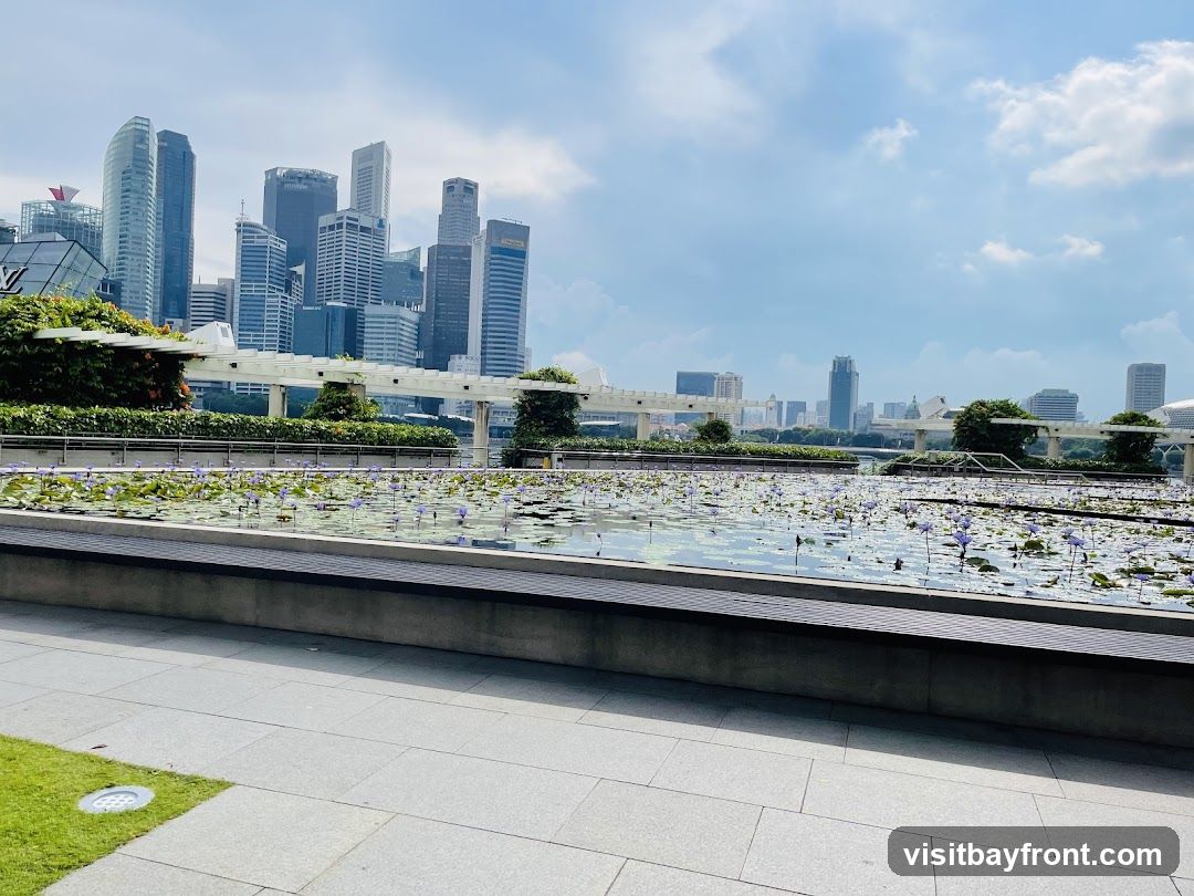 A serene view of a pond filled with water lilies and their purple flowers, set against a backdrop of a modern city skyline under a partly cloudy sky. The foreground features a paved walkway and a grassy area.