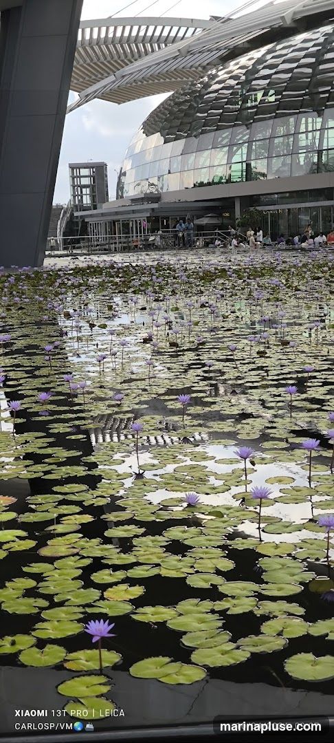 A serene pond filled with numerous water lilies and lily pads, with purple flowers blooming. In the background, a modern architectural structure with a glass dome and a distinctive roof design is visible. People are seen in the background near the building, suggesting a public space or attraction.