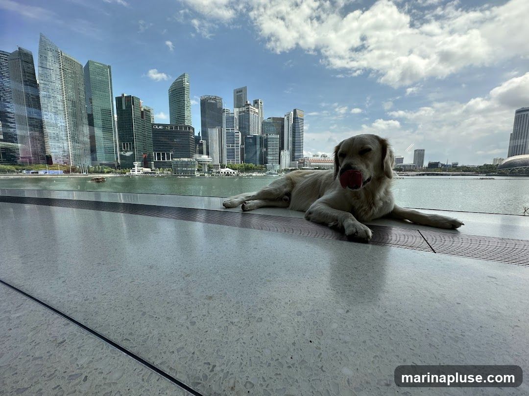 A golden retriever dog lies on a speckled floor, with its tongue out, looking towards a body of water. In the background, a modern city skyline with numerous skyscrapers is visible under a cloudy blue sky.