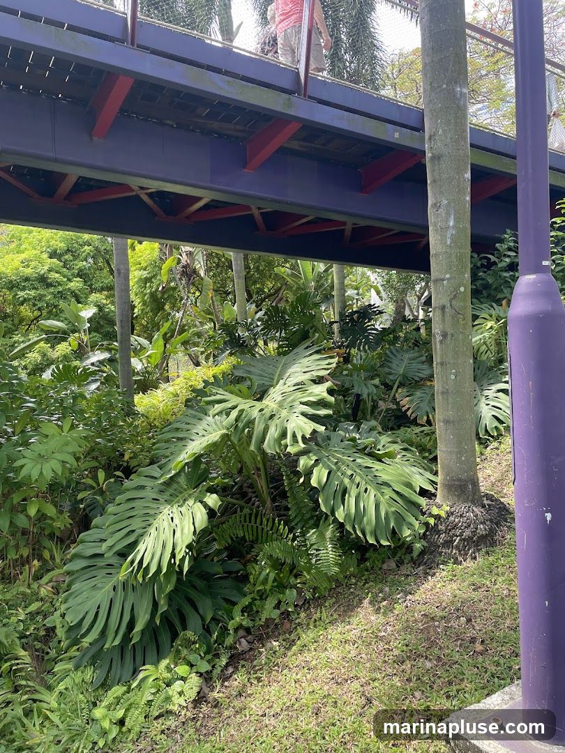 An elevated walkway with a purple railing and red supports passes over a dense area of tropical plants, including large-leafed Monstera plants and ferns. A person is visible walking on the walkway. A tall tree trunk with exposed roots is in the foreground, next to a purple lamppost. The ground is covered in grass and some dry leaves.