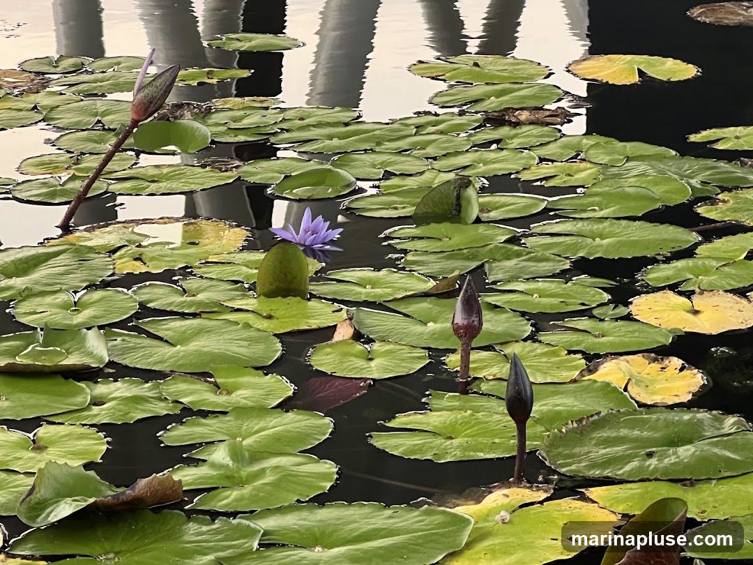 A close-up view of a pond filled with water lilies. Green lily pads float on the dark water, with several lily buds and one open purple flower visible. Reflections of an overhead structure are visible on the water's surface.