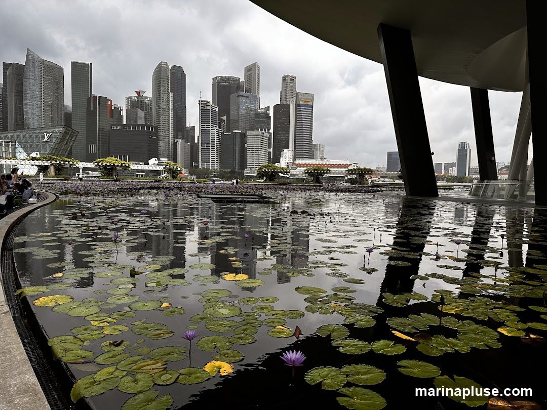 A serene water lily pond reflects the towering skyscrapers of a modern city under a cloudy sky. The foreground features numerous lily pads and a few purple water lilies floating on the dark water. In the background, a dense collection of high-rise buildings forms the city skyline. The image is framed by dark, angular architectural elements on the right, suggesting a viewing platform or pavilion.