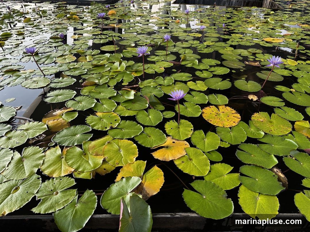 A tranquil pond filled with numerous green and yellow lily pads, interspersed with delicate purple water lilies in bloom. The dark water reflects the surrounding environment, creating a serene and natural scene.