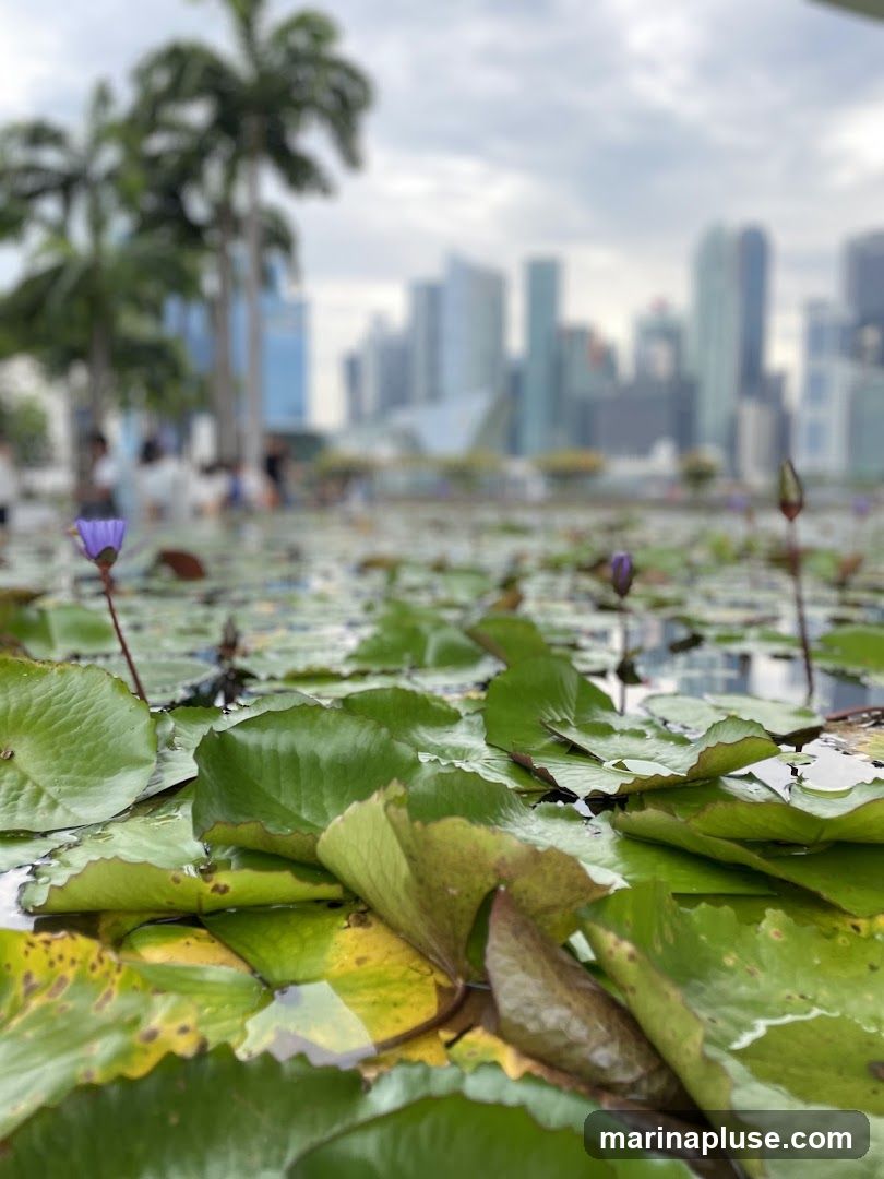 A close-up view of water lilies floating on a pond, with a blurred cityscape and palm trees in the background under a cloudy sky.