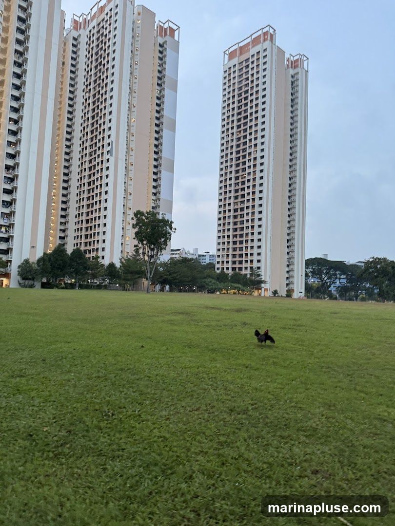A rooster stands in a large, well-maintained grassy field. In the background, several tall apartment buildings rise into a cloudy sky. Trees and other vegetation are visible between the field and the buildings. The scene appears to be an urban park or open space within a residential area.