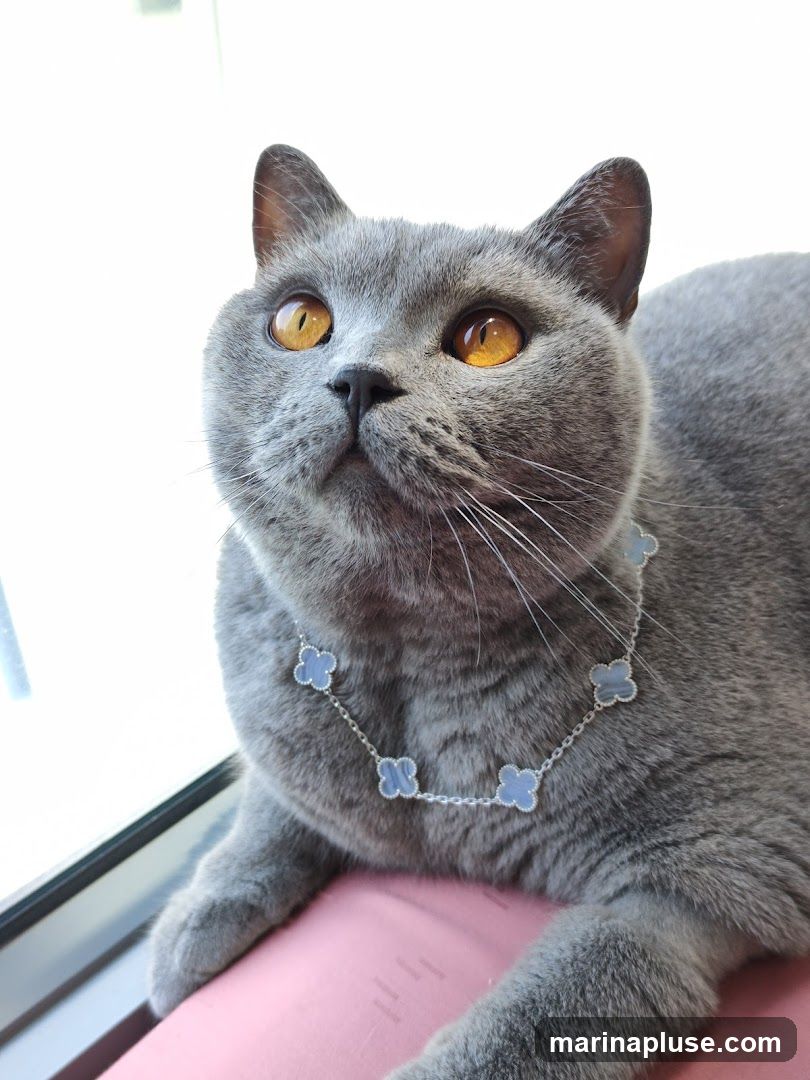 A close-up, eye-level shot of a grey British Shorthair cat. The cat has striking amber eyes and is looking upwards. It is wearing a delicate silver necklace with light blue clover-shaped charms. The cat is resting its paws on a pink surface, possibly a book or cushion, next to a window. The background is bright white, suggesting natural light.