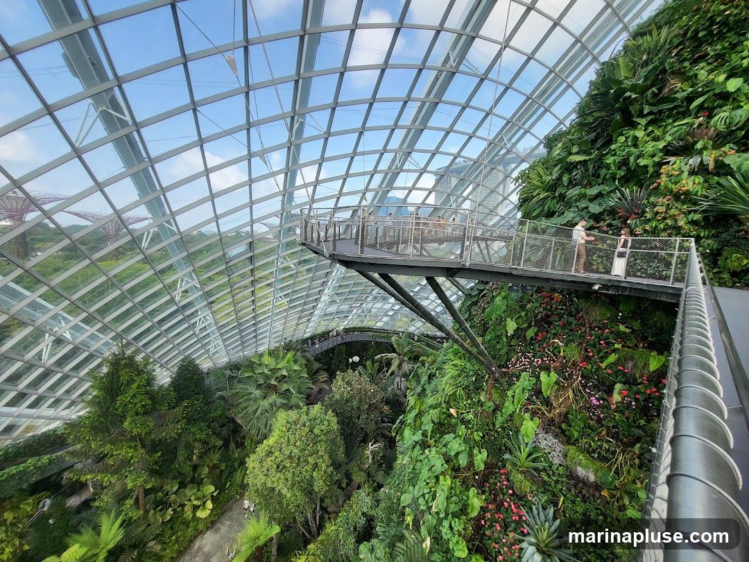 Cloud Forest