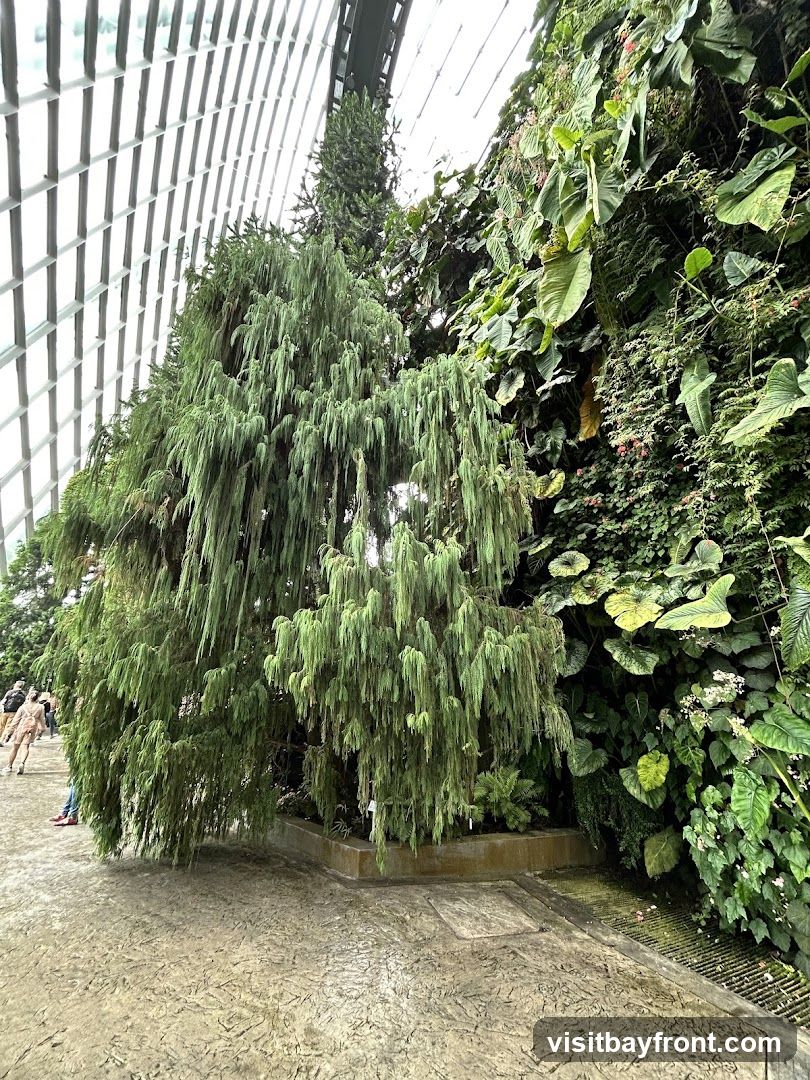 Cloud Forest