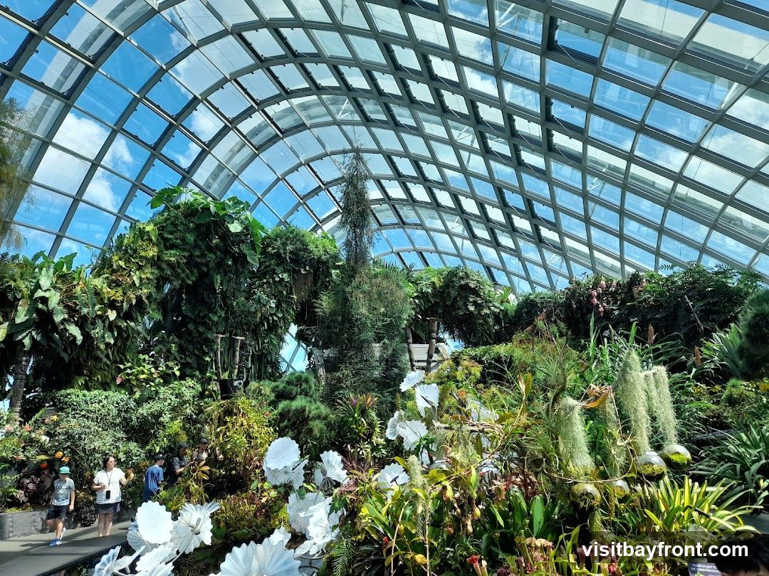 Cloud Forest
