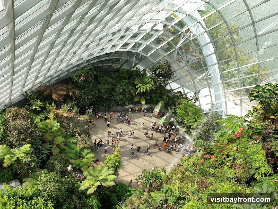 Cloud Forest