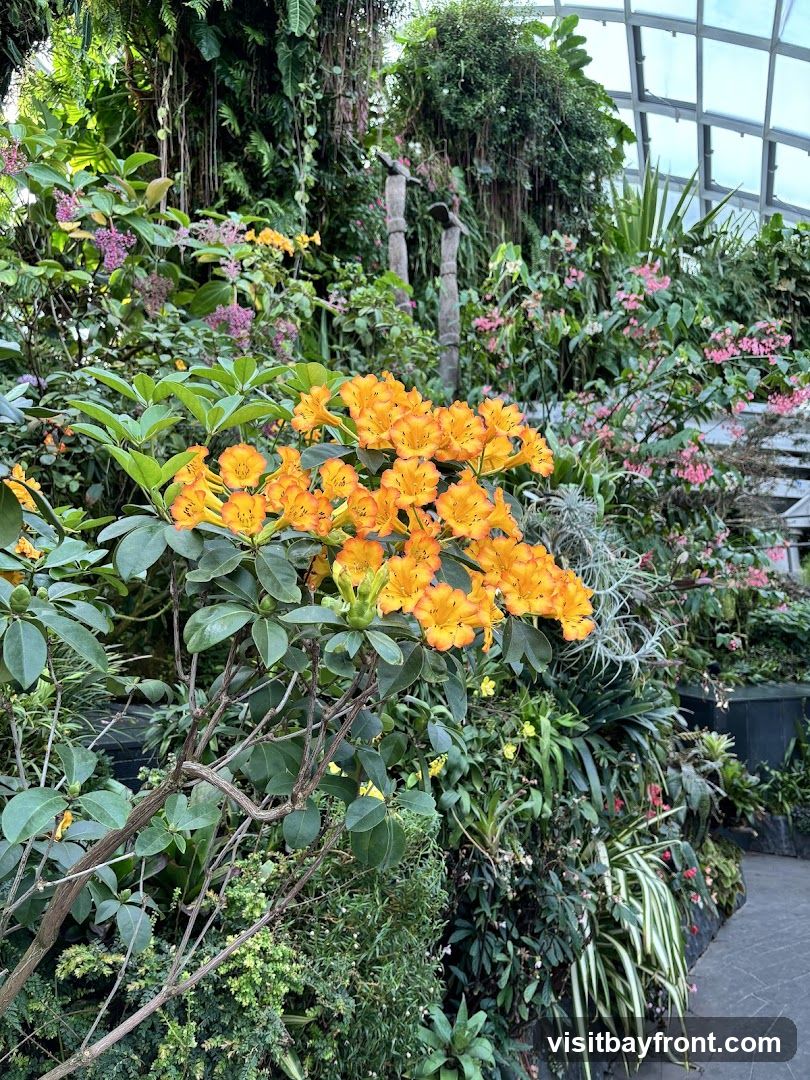 Cloud Forest