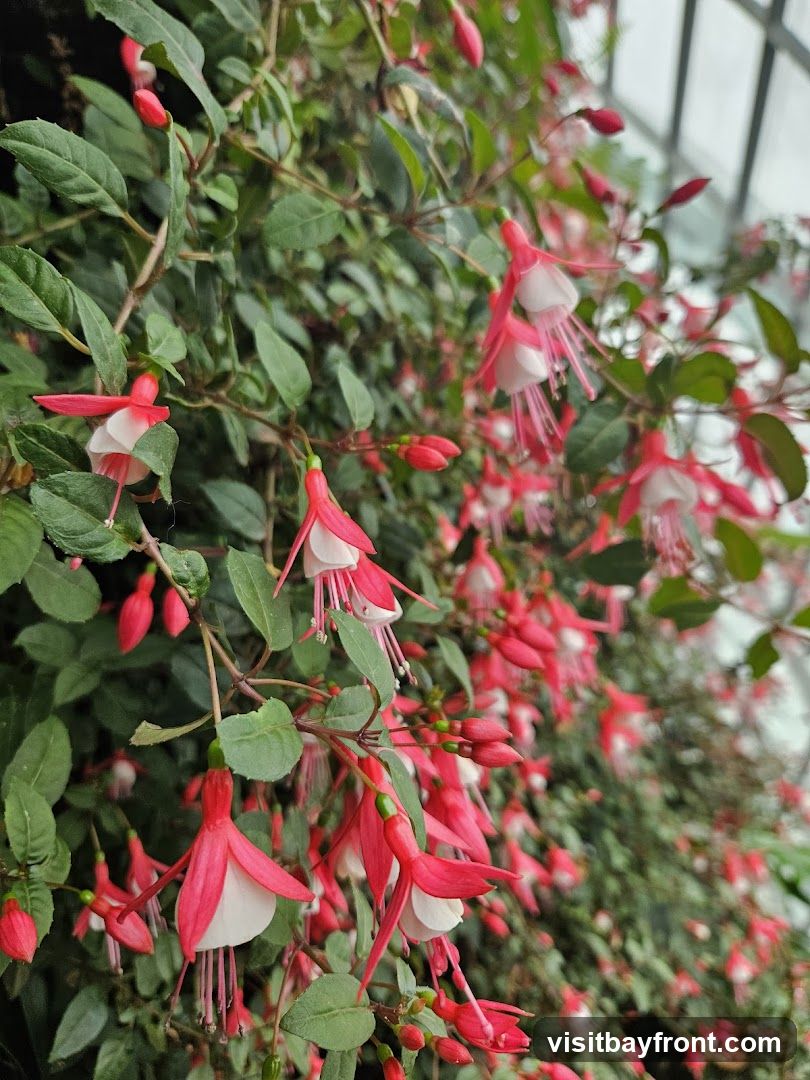 A close-up view of a wall covered in fuchsia flowers and green leaves. The flowers are a vibrant pink and white, with delicate petals and long stamens. The leaves are a deep green and provide a lush backdrop.