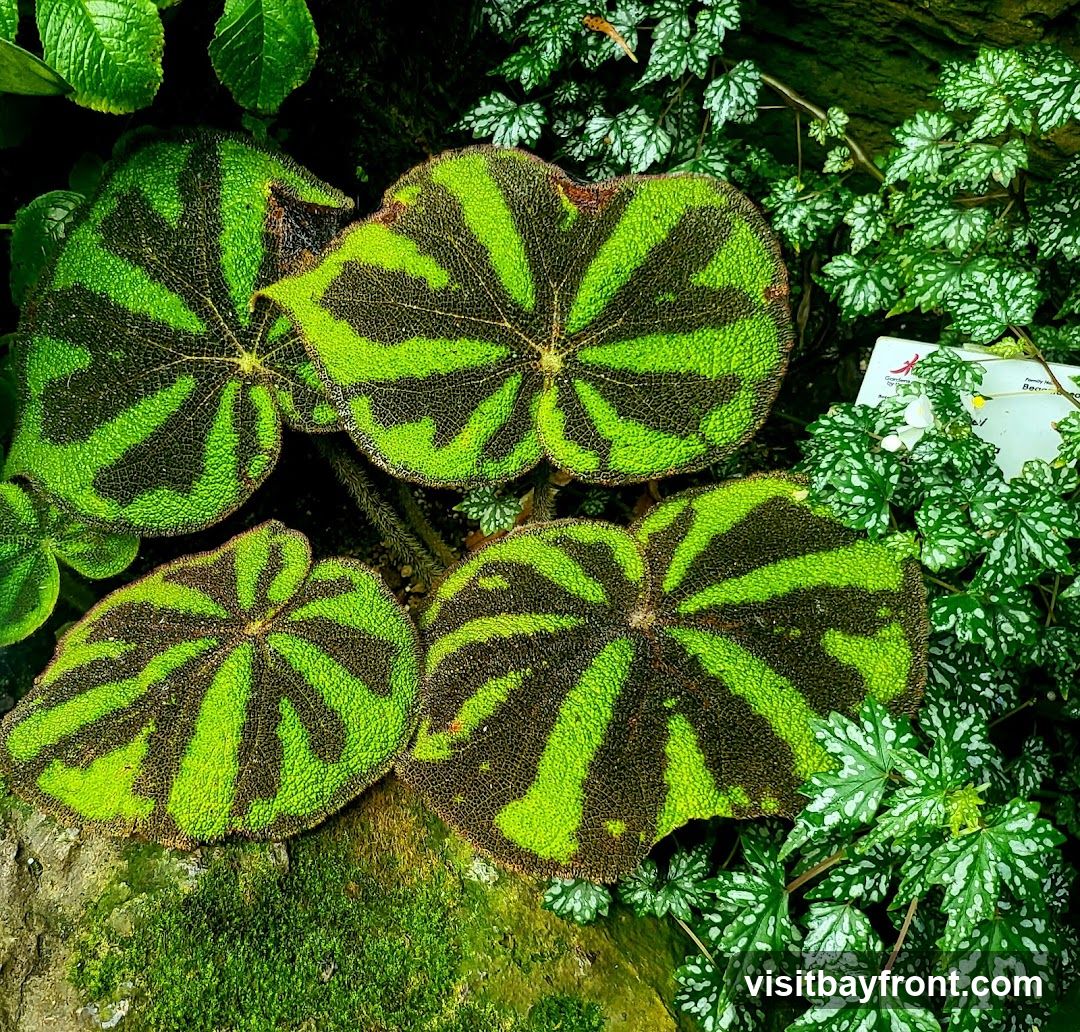 A close-up view of several large, textured begonia rex leaves with striking green and dark brown striped patterns. The leaves are arranged in a cluster, with some smaller, variegated green and white leaves visible in the background. A small informational tag is also present in the background.