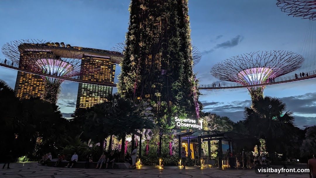 A view of the Supertree Observatory at Gardens by the Bay, Singapore, during twilight. The iconic Supertrees are illuminated, with the Marina Bay Sands hotel visible in the background. People are seen walking on the elevated walkways and sitting in the plaza.