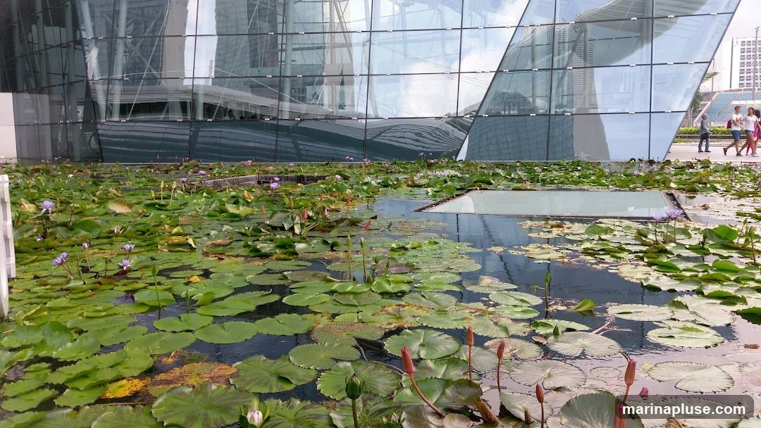 A serene pond filled with lush green water lily pads and blooming purple water lilies is in the foreground. The pond reflects the striking modern architecture of a building with a glass facade. In the background, people are seen walking along a pathway beside the building.