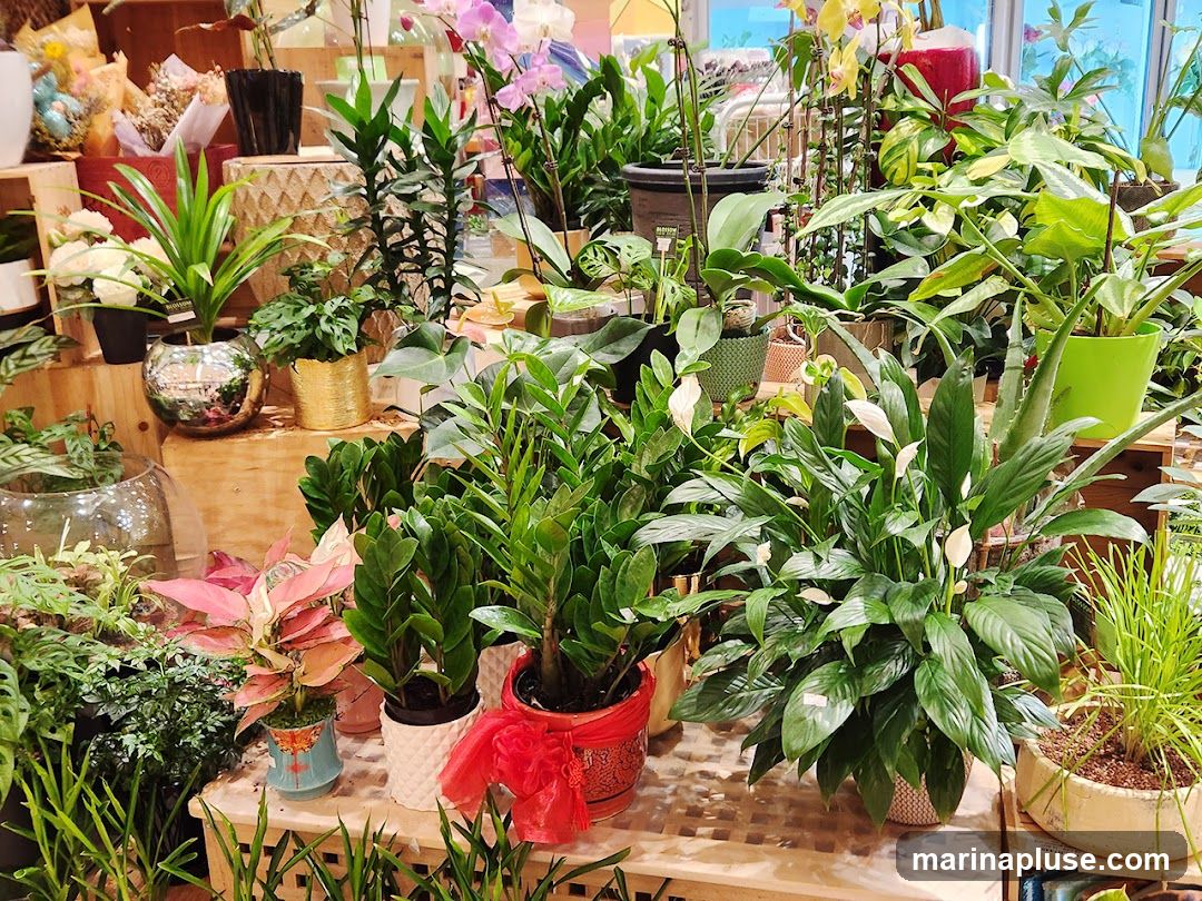 A vibrant display of various indoor plants, including orchids, peace lilies, ZZ plants, and other foliage plants, arranged on wooden shelves and surfaces. Some plants are in decorative pots, and one has a red ribbon tied around it. The scene suggests a plant nursery or a section of a home goods store.