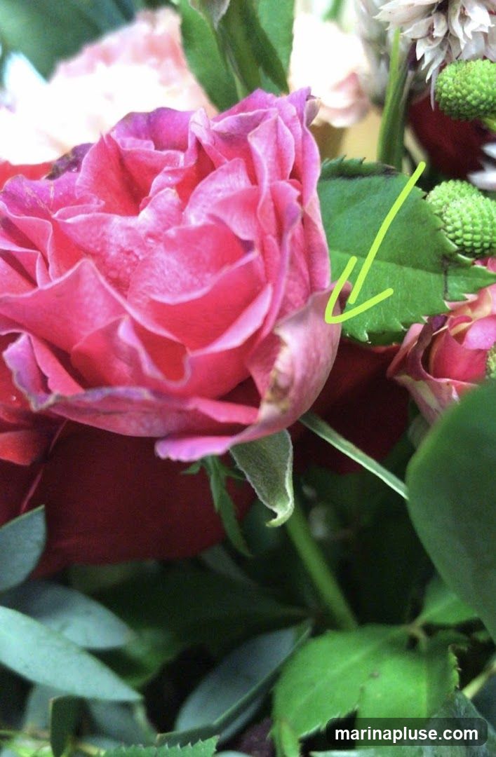 A close-up photograph focuses on a vibrant pink rose with delicate, layered petals. The rose is surrounded by lush green leaves and other floral elements, including hints of red flowers and small green buds. A bright green arrow points towards the edge of one of the rose petals. The lighting highlights the texture and dew drops on the petals.