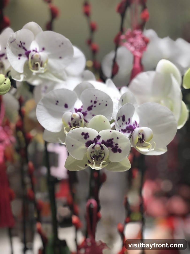 A close-up, shallow depth of field photograph features several white Phalaenopsis orchids with distinctive purple spots on their petals. The flowers are in bloom, with some buds also visible. In the background, out of focus, are vertical arrangements of red and pink decorative elements, possibly part of a festive display.