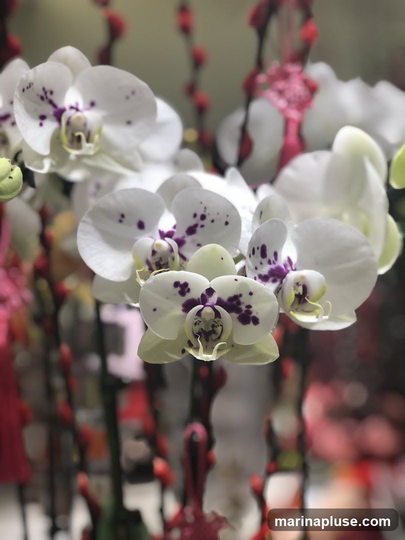 A close-up, shallow depth of field photograph features several white Phalaenopsis orchids with distinctive purple spots on their petals. The flowers are in bloom, with some buds also visible. In the background, out of focus, are vertical arrangements of red and pink decorative elements, possibly part of a festive display.