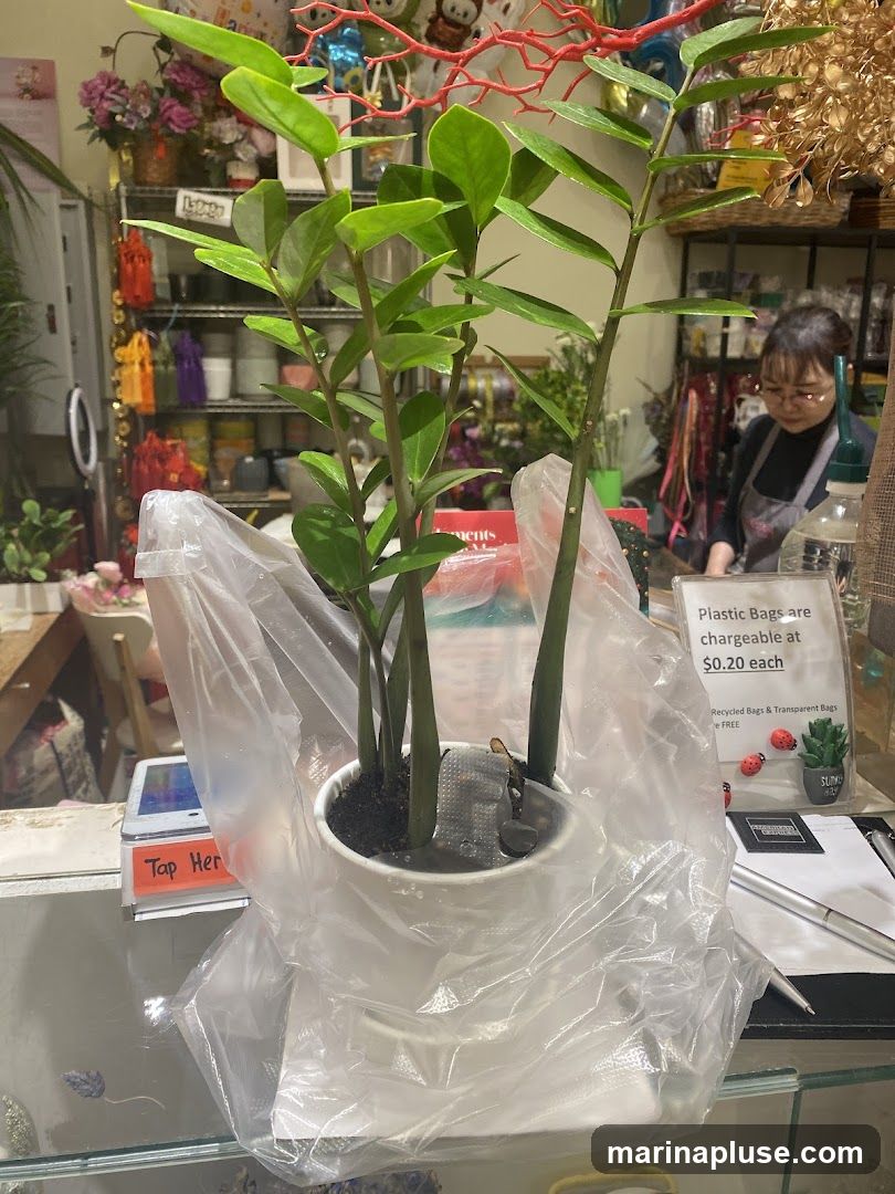 A potted plant with green leaves sits on a counter in what appears to be a shop. Behind the plant, shelves are stocked with various items, including flowers and decorative objects. A person wearing glasses and an apron is visible in the background. A sign on the counter states that plastic bags are chargeable at $0.20 each.