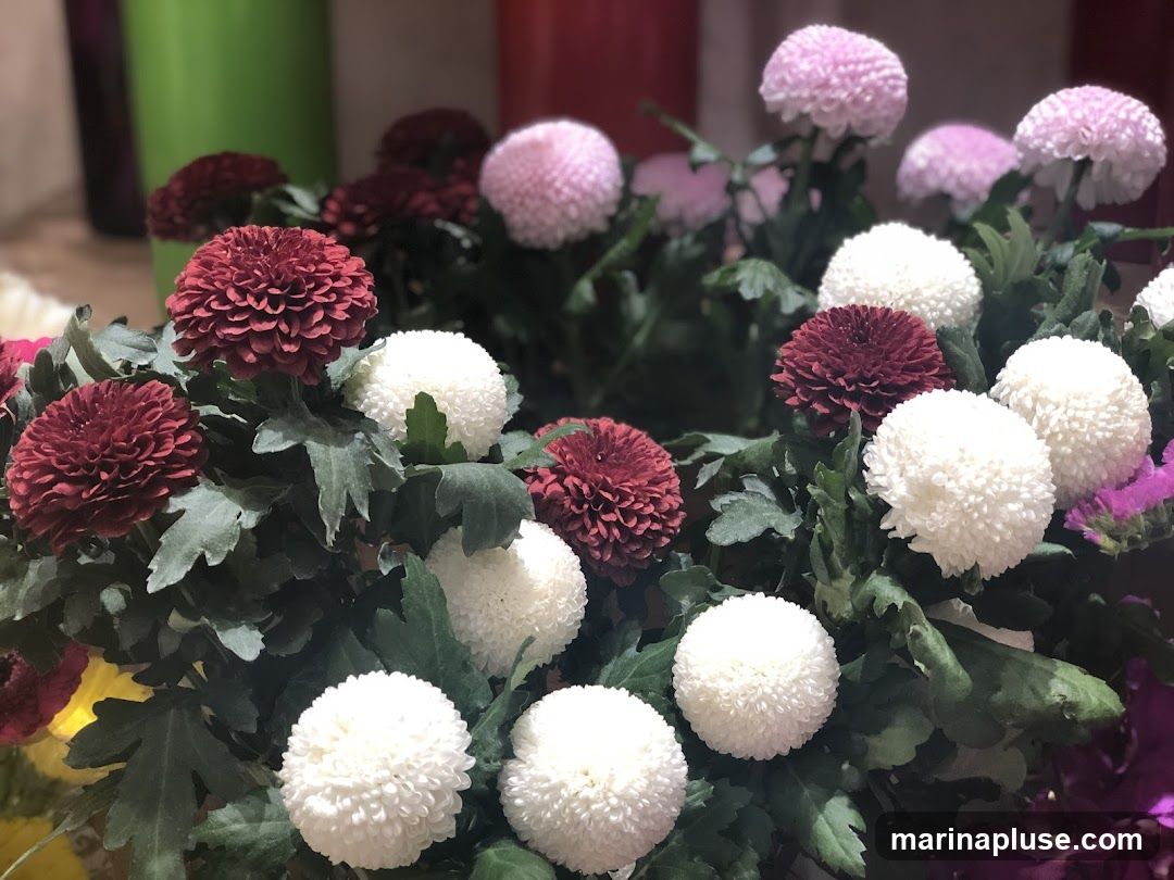A close-up shot of a variety of chrysanthemums in shades of white, deep red, and light pink. The flowers are round and pom-pom like, with many delicate petals. They are arranged with green foliage. In the background, out-of-focus colorful vases or containers are visible.