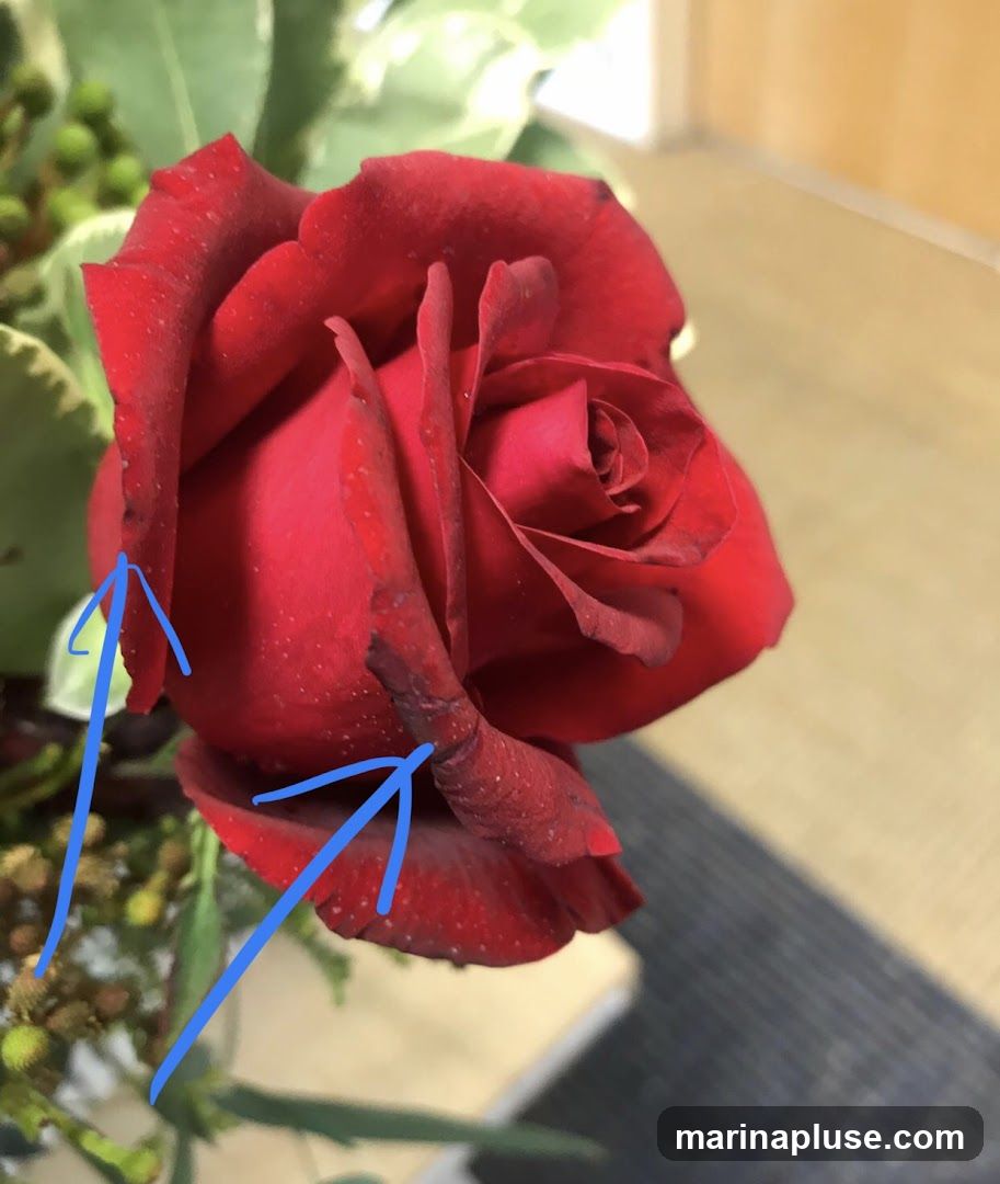 A close-up of a red rose with water droplets on its petals. Blue arrows point to some of the droplets. The background is blurred, showing a wooden surface and a dark mat.
