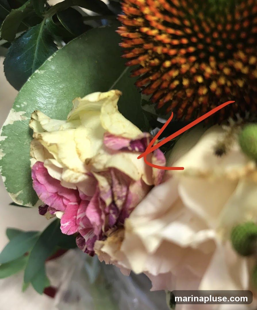 A close-up view of a flower arrangement shows several wilting flowers. A large, spiky orange flower is visible at the top right. In the center, a pale yellow rose with pink edges is beginning to droop, with some petals showing brown spots. To the left, a pink and white striped carnation also appears to be past its prime. Green leaves and stems are interspersed throughout the arrangement. A red arrow points to a detail on one of the yellow rose petals.