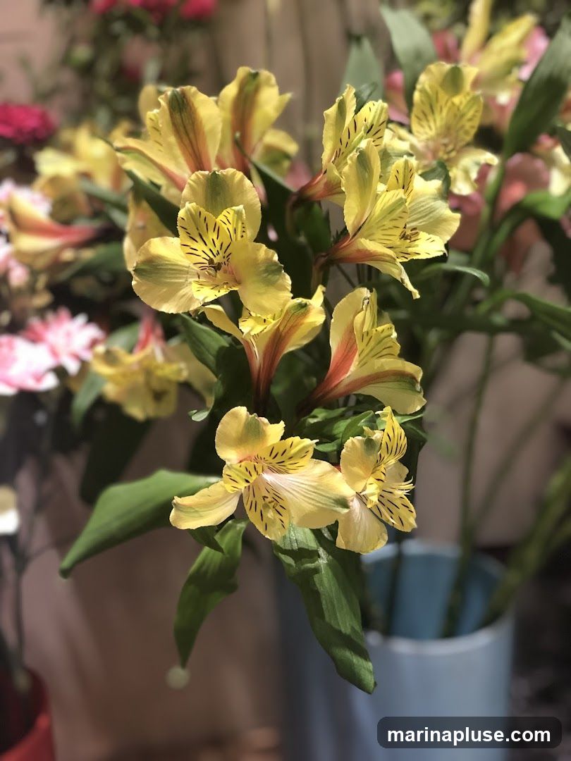 A close-up shot of a bouquet of yellow alstroemeria flowers with dark stripes on their petals. The flowers are in focus, with a soft, blurred background of other flowers and a light blue vase.