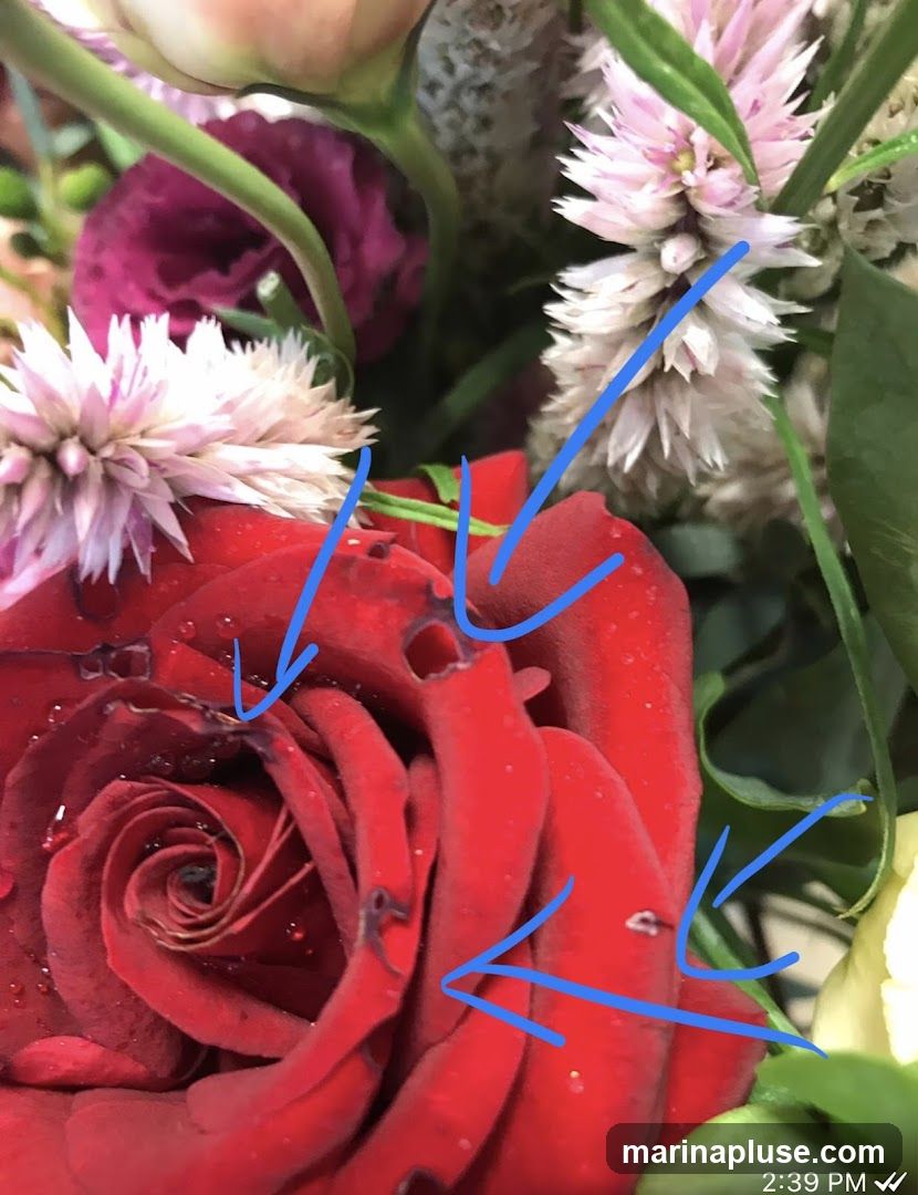 A close-up photograph of a red rose with water droplets on its petals. The rose is part of a larger floral arrangement that includes pink and white celosia flowers and dark pink ranunculus. Blue arrows point to some of the water droplets and imperfections on the rose petals.