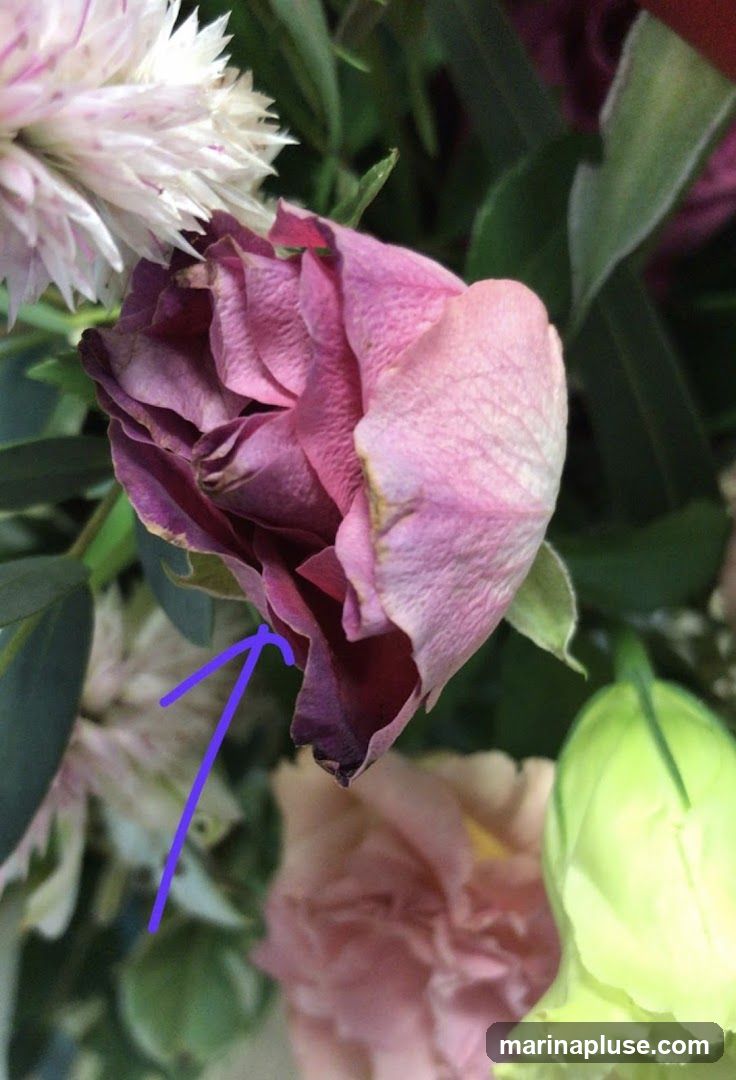 A close-up view of a bouquet of flowers, with a prominent pink rose in the center showing signs of wilting. The petals are curled and dry, with darker edges. To the left, a white and pink spiky flower is visible, and to the right, a pale green bud or flower. The background consists of green foliage and other blurred floral elements. A purple arrow points to a detail on the wilting rose.