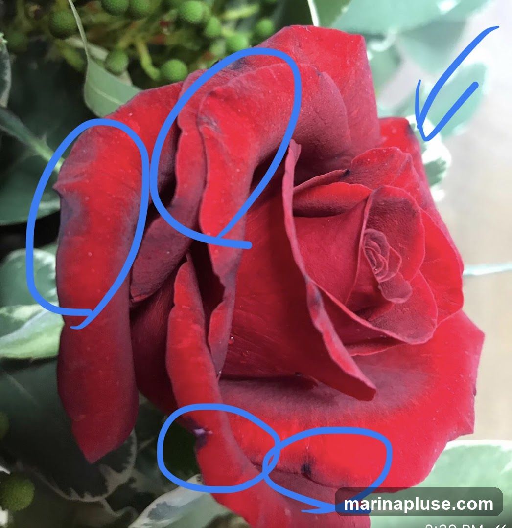 A close-up photograph of a deep red rose with several petals circled in blue. The rose is part of a floral arrangement, with green foliage and small green berries visible in the background. A blue checkmark is also drawn on one of the petals.