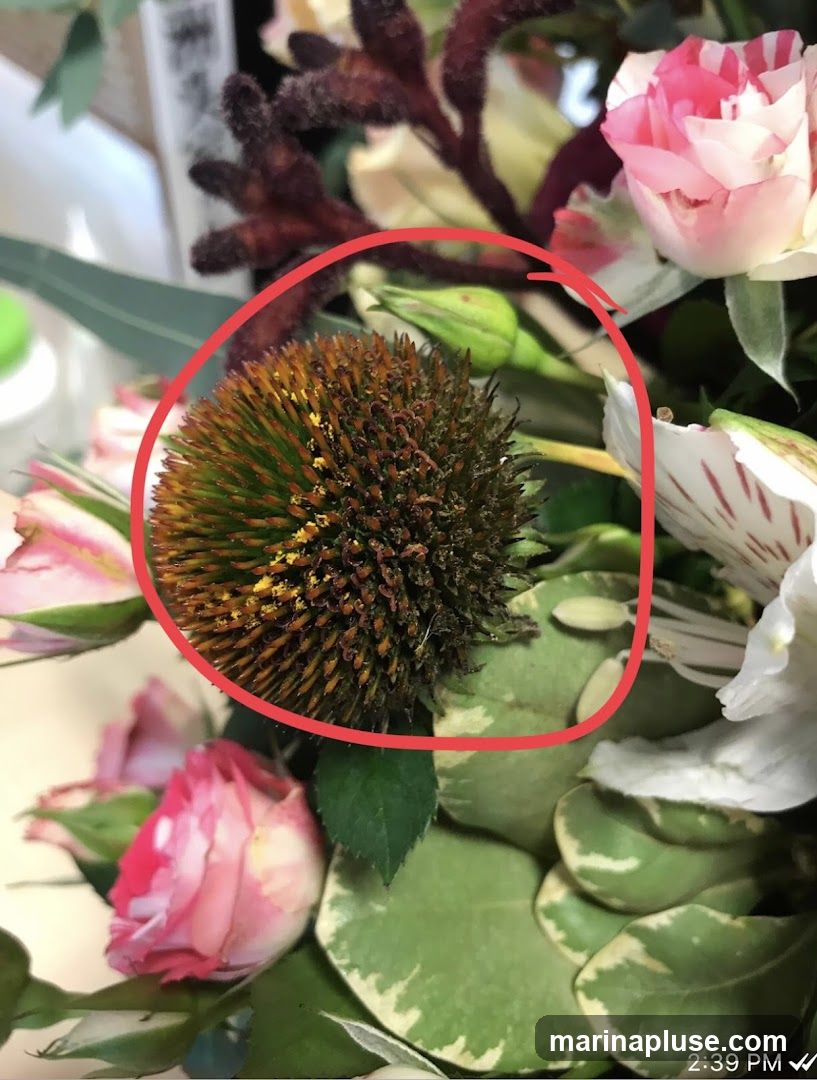 A close-up view of a flower arrangement featuring a dried coneflower head, pink roses, and white alstroemeria. The coneflower head is in focus and highlighted with a red circle. Other floral elements and greenery are visible in the background.
