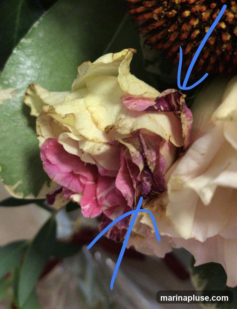 A close-up view of several wilting flowers, featuring petals in shades of cream, pink, and purple with brown edges. Green leaves are visible in the background, along with a spiky, dark orange flower head. Blue lines are drawn over the flowers.