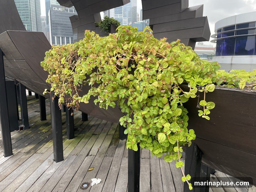 A close-up view of a dark brown planter box filled with vibrant green plants, some of which are trailing over the edge. The planter is supported by black vertical posts and sits on a weathered wooden deck. In the background, modern city buildings are visible under an overcast sky.