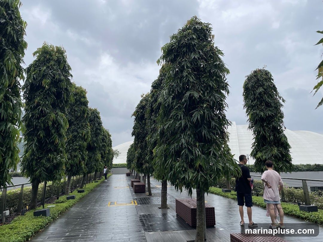 A paved walkway lined with tall, slender trees under a cloudy sky. Two people are standing and looking towards the trees, while another person walks in the distance. Benches are placed along the walkway. A large, white domed structure is visible in the background.