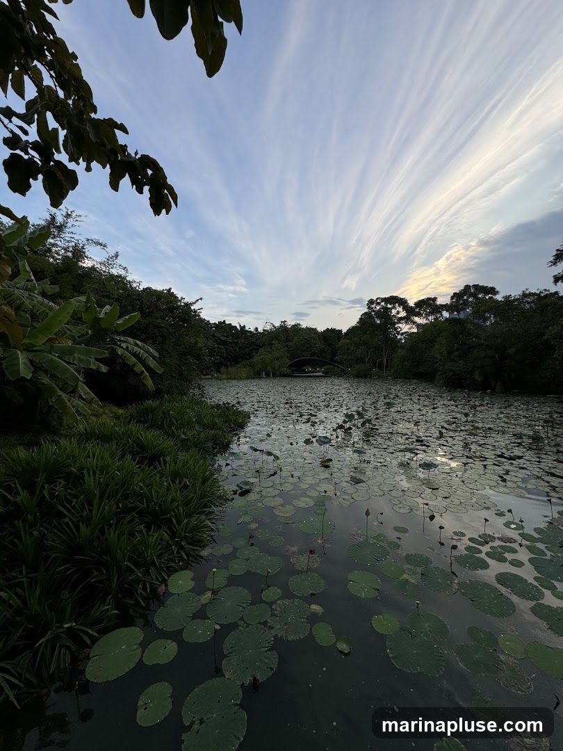 A serene pond filled with numerous lily pads and some budding lotus flowers. Lush green vegetation lines the left bank, with tall grasses and broad leaves. In the distance, a subtle arching bridge is visible, surrounded by trees. The sky above is a canvas of soft blue, streaked with dramatic, wispy white clouds that fan out across the horizon, suggesting either dawn or dusk.
