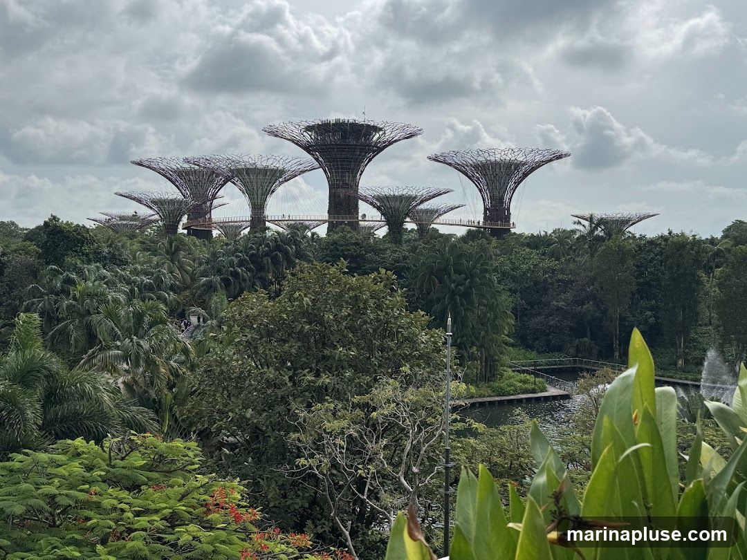 A panoramic view of the Supertree Grove at Gardens by the Bay, Singapore, under a cloudy sky. The iconic, tree-like vertical gardens are surrounded by lush greenery and tropical foliage. A walkway connects some of the Supertrees, and people can be seen strolling along it. In the foreground, vibrant green leaves and some red flowers add color to the scene. A body of water with a fountain is also visible in the middle ground.
