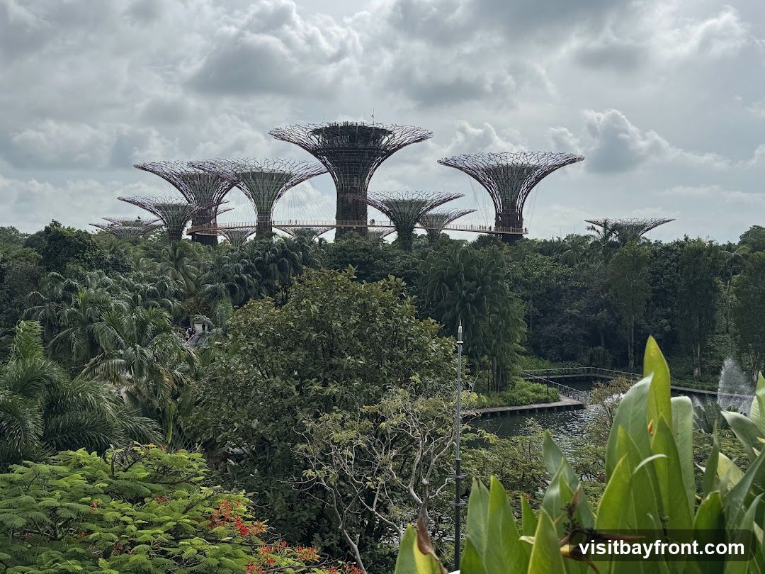 A panoramic view of the Supertree Grove at Gardens by the Bay, Singapore, under a cloudy sky. The iconic, tree-like vertical gardens are surrounded by lush greenery and tropical foliage. A walkway connects some of the Supertrees, and people can be seen strolling along it. In the foreground, vibrant green leaves and some red flowers add color to the scene. A body of water with a fountain is also visible in the middle ground.