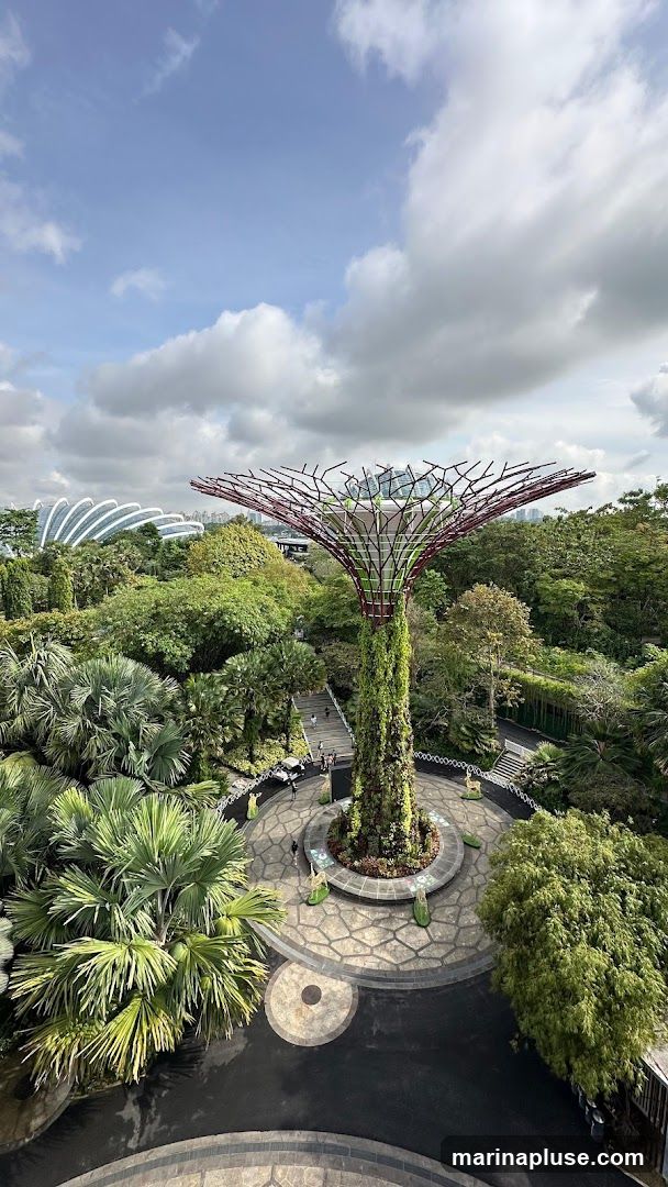 An aerial view of the Supertree Grove at Gardens by the Bay, Singapore. The iconic Supertrees, vertical gardens, are surrounded by lush greenery and palm trees. In the background, the distinctive domes of the Cloud Forest and Flower Dome conservatories are visible, along with the city skyline under a partly cloudy sky.