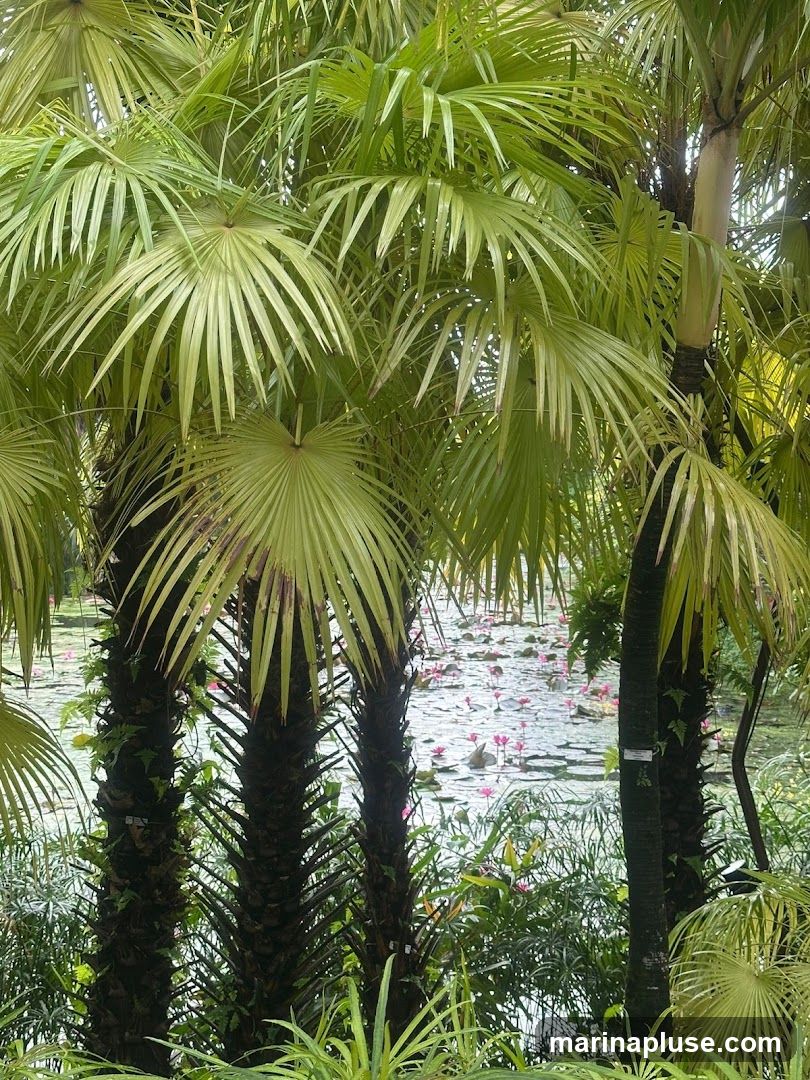 A lush garden scene featuring several palm trees in the foreground, with their fronds creating a canopy. In the background, a pond is filled with numerous water lilies, many of which are in bloom with pink flowers. The water is calm, reflecting the surrounding greenery.