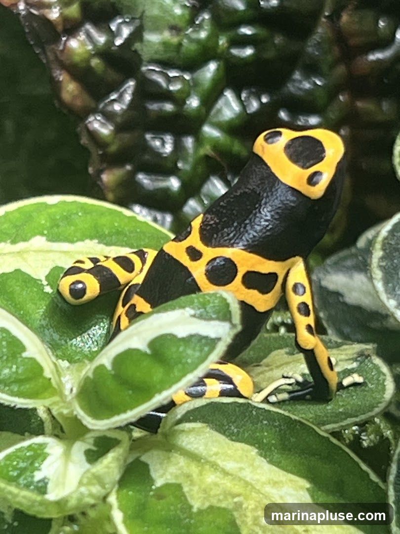 A close-up shot of a yellow and black poison dart frog perched on green leaves. The frog has bright yellow markings on its head and limbs, contrasting with its black body. The leaves are lush and vibrant, with some showing variegation. The background is a blur of green foliage.