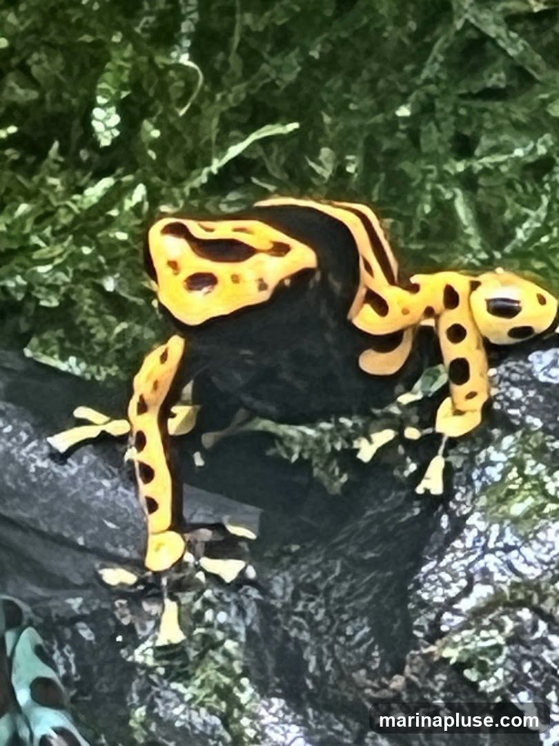 A close-up of a yellow and black poison dart frog perched on a mossy rock. The frog has black stripes on its back and yellow legs with black spots. The background is filled with lush green moss and foliage.