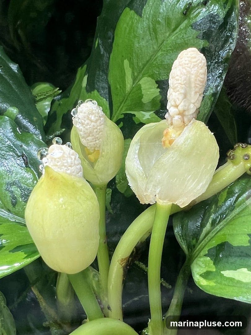 A close-up shot of a plant with several pale green buds and white, textured flower spikes. Water droplets are visible on the buds and leaves. The plant has large, variegated green leaves in the background.