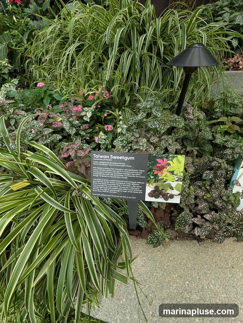 A sign with information about the Taiwan Sweetgum plant is placed among various lush green and pink-spotted plants. A black garden light is visible to the right of the sign.