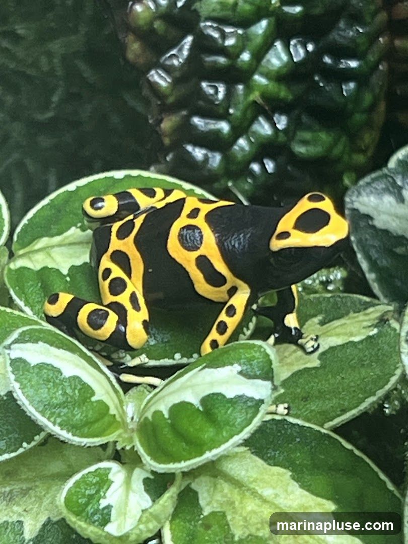 A close-up shot of a yellow and black poison dart frog perched on green leaves. The frog has a black body with bright yellow markings and spots. The leaves are lush and green with some lighter variegation. The background is blurred, showing more green foliage.