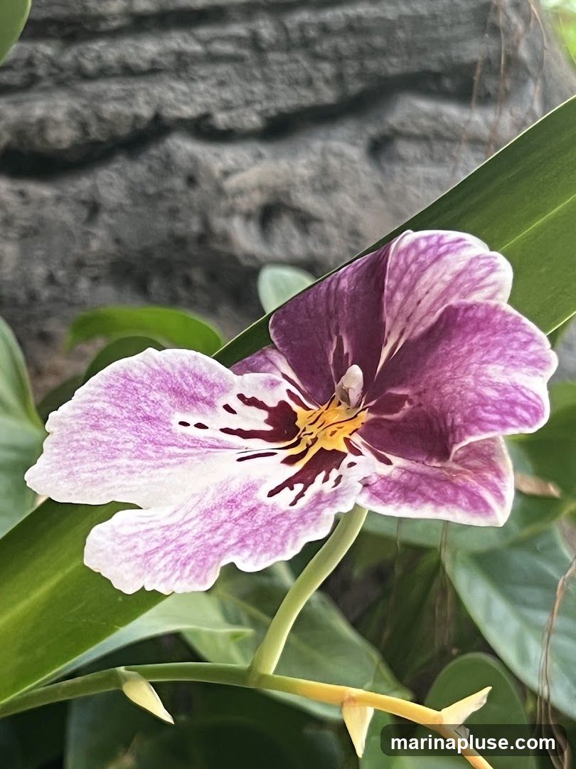 A close-up of a purple and white orchid bloom with dark maroon markings. The orchid is set against a blurred background of green leaves and a textured gray surface.