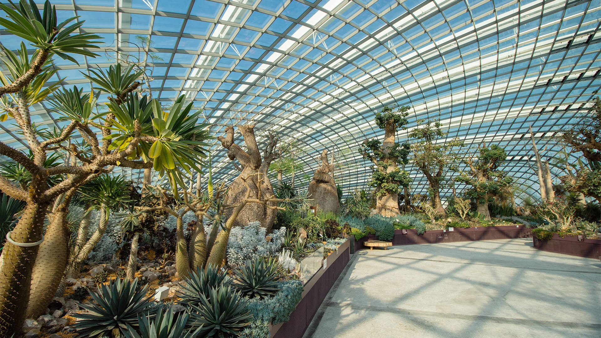 Baobab trees under the glass roof of Flower Dome, Gardens by the Bay