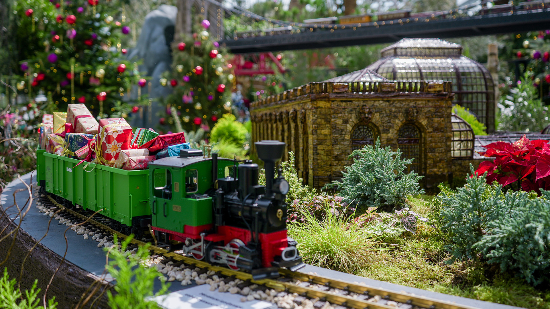 Model steam train and poinsettias on the Flower Field inside Flower Dome, Gardens by the Bay